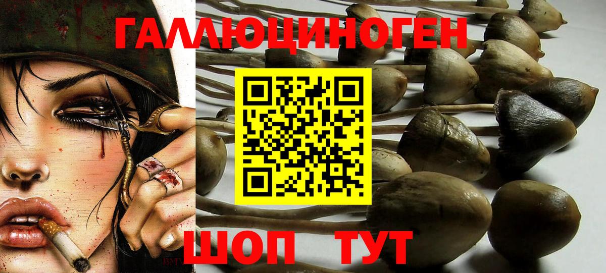 Псилоцибиновые грибы Cubensis  Сарапул 